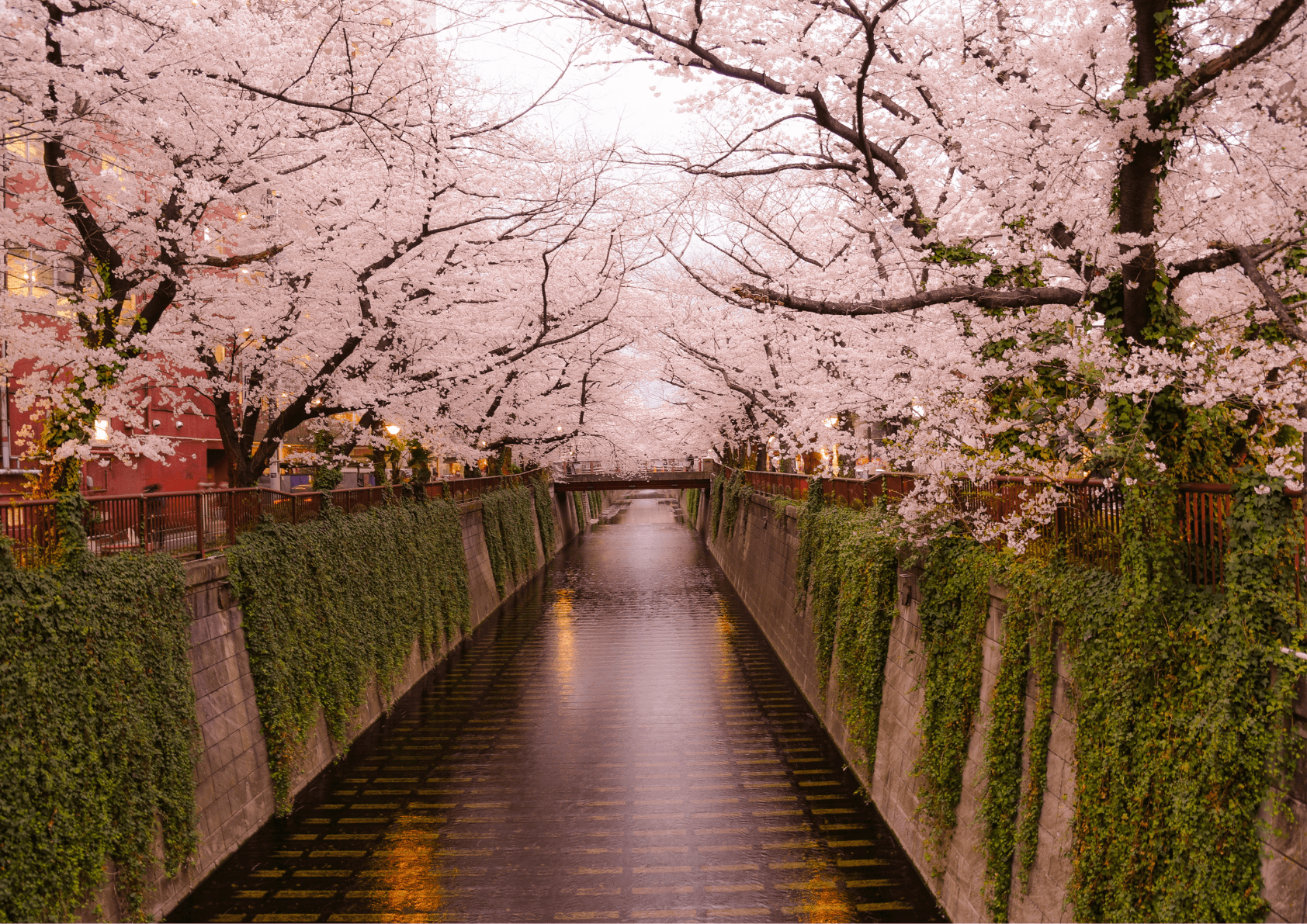 Ryzí romantika kvetoucího festivalu Hanami